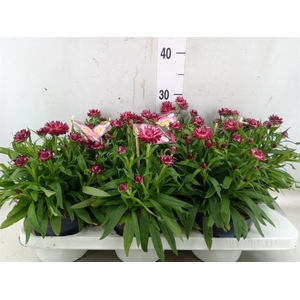 Xerochrysum bract. 'Crispy Pink'