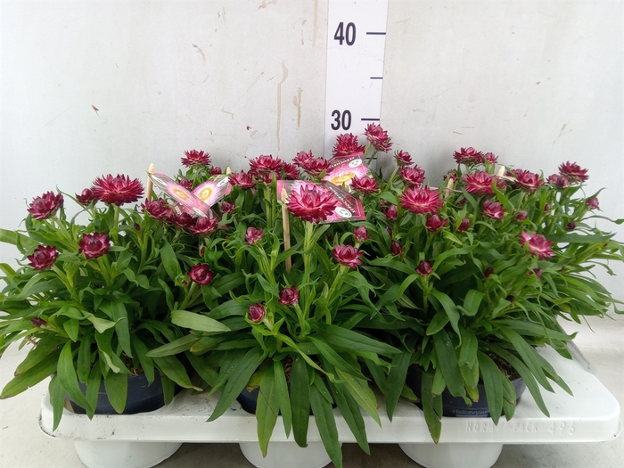 <h4>Xerochrysum bract. 'Crispy Pink'</h4>