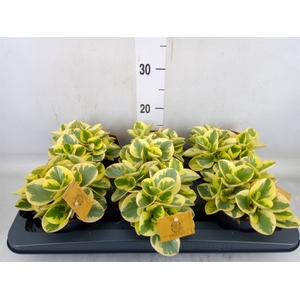 Peperomia obt. 'Obtipan Bicolor'