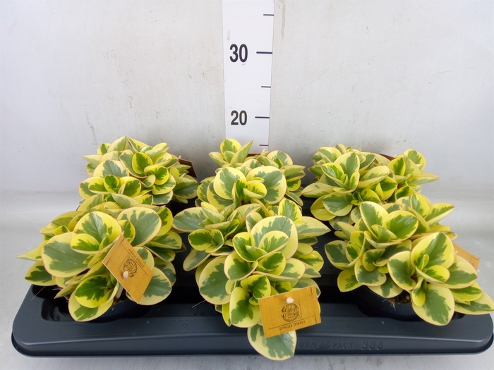 <h4>Peperomia obt. 'Obtipan Bicolor'</h4>