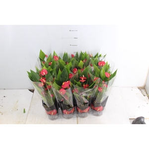 ANTHURIUM MINI MILLION FLOWERS P09