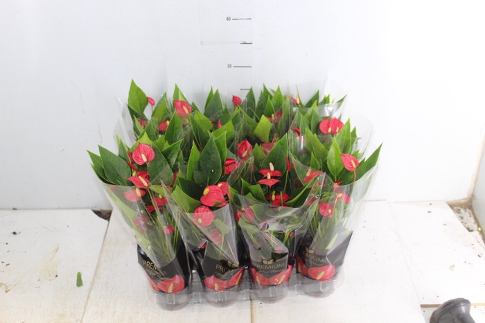 ANTHURIUM MINI MILLION FLOWERS P09