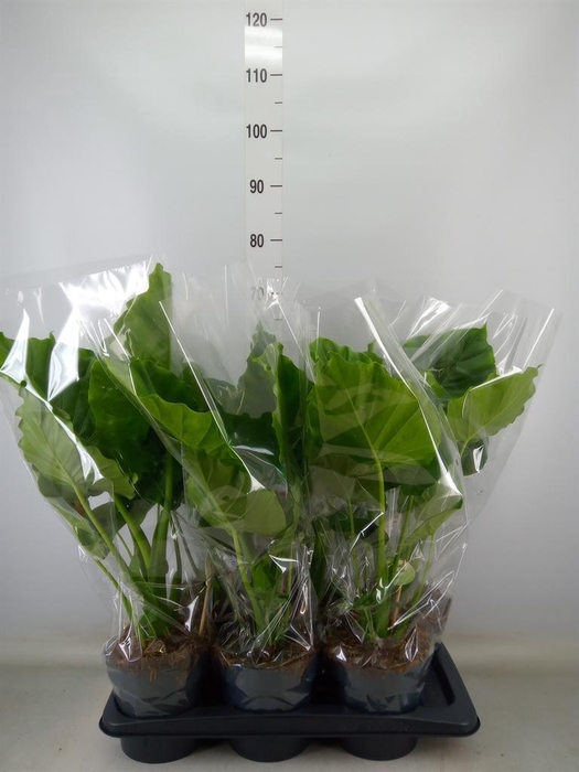 <h4>Alocasia gageana</h4>