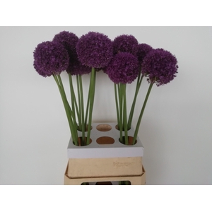 ALLIUM AMBASSADOR