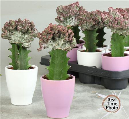 <h4>Euphor Lac Cristata In Keramiek Pot</h4>
