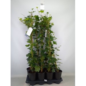 Hedera hibernica
