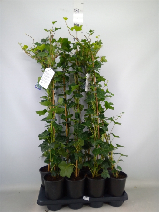 <h4>Hedera hibernica</h4>