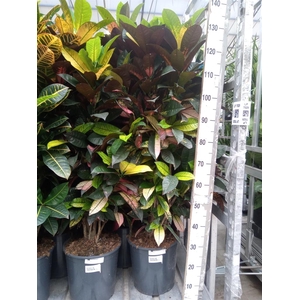 Codiaeum var. KL 'Aurora'