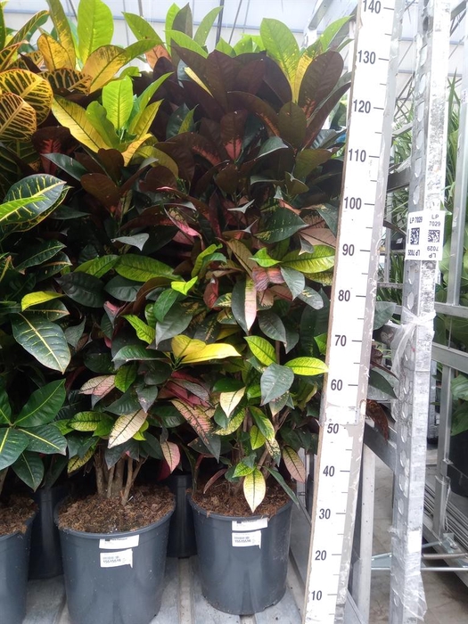 <h4>Codiaeum var. KL 'Aurora'</h4>