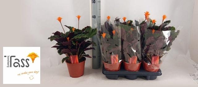 <h4>CALAT CROCATA</h4>