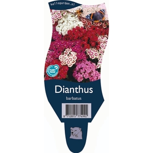 Dianthus barb.