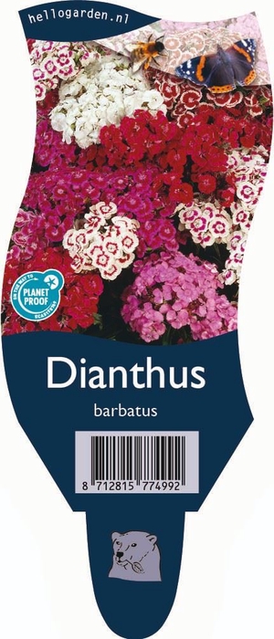 <h4>Dianthus barb.</h4>