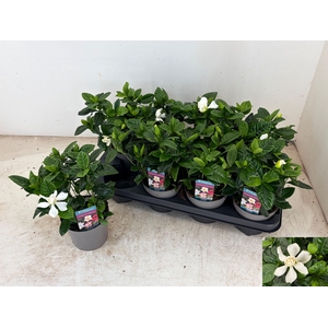 GARDENIA JASMINOIDES