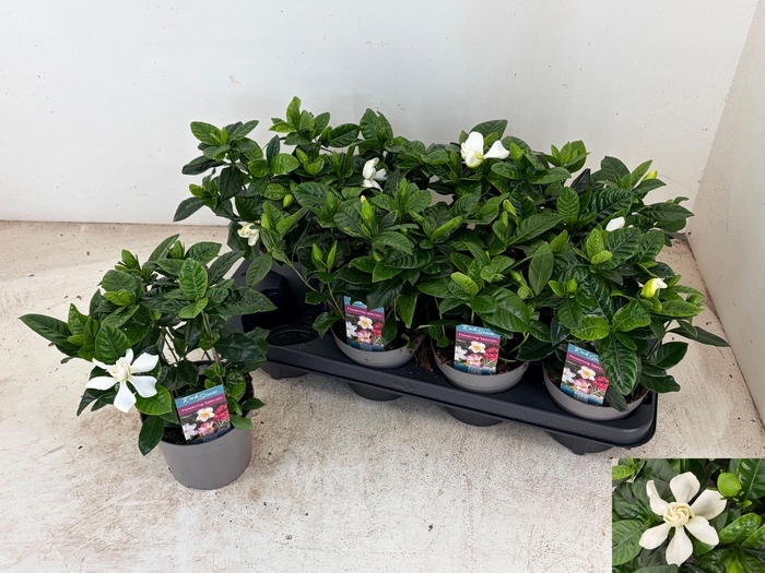 <h4>GARDENIA JASMINOIDES</h4>