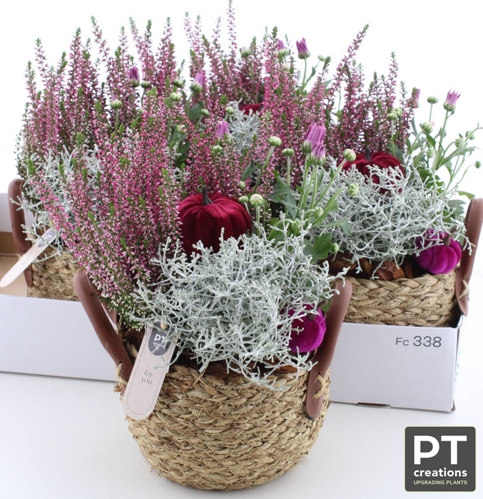 <h4>ARR TUINPLANTEN</h4>