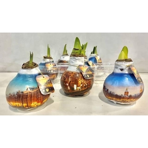 Bloembol Hippeastrum