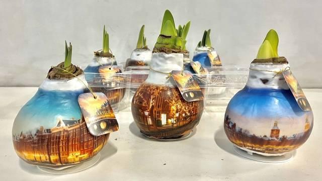 <h4>BLOEMBOL HIPPEASTRUM</h4>