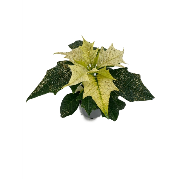 <h4>Euphorbia Alaska met glitters goud</h4>