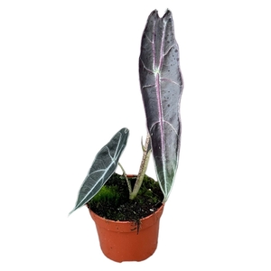 Alocasia Longiloba Purple