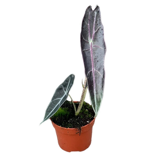 <h4>Alocasia Longiloba Purple</h4>