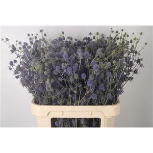 Eryngium Raspberry Dream