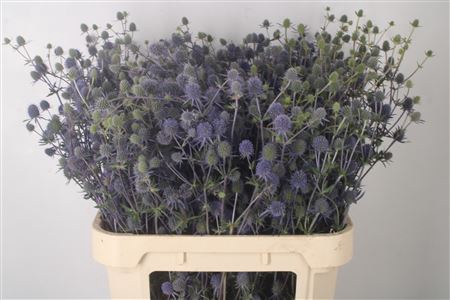 <h4>Eryngium Raspberry Dream</h4>