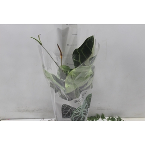 ANTHURIUM CRYSTALLINUM P17