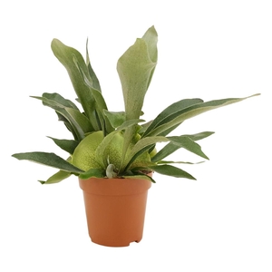 Platycerium Bif. P&PURE Collection