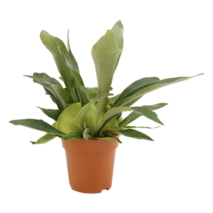 <h4>Platycerium Bif. P&PURE Collection</h4>