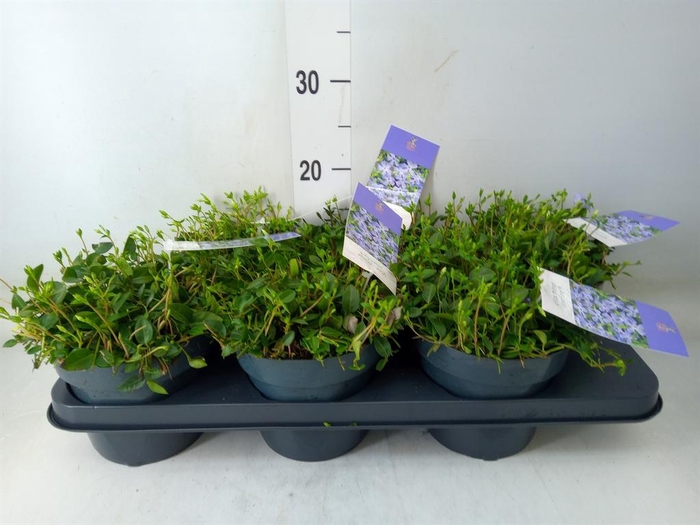 <h4>Vinca minor</h4>