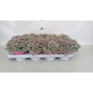 Sedum  'Robustum'