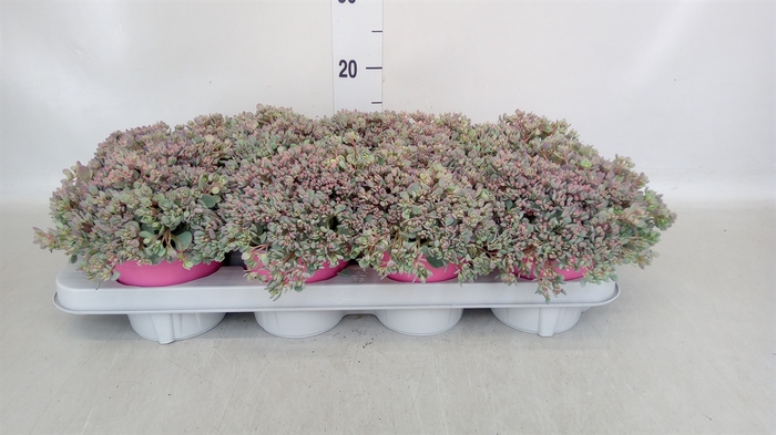 <h4>Sedum  'Robustum'</h4>