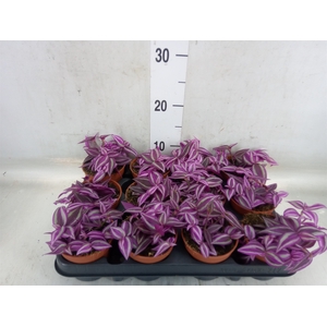 Tradescantia zebr. 'Pink Paradise'