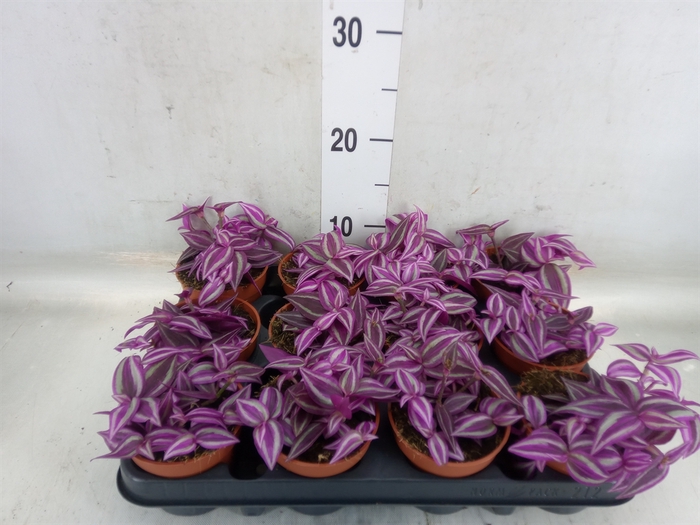 <h4>Tradescantia zebr. 'Pink Paradise'</h4>