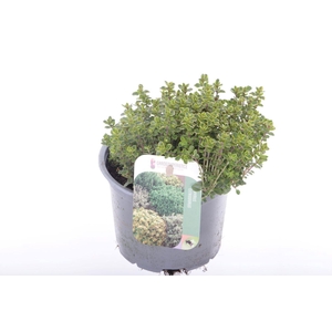 Thymus citr. Lemon