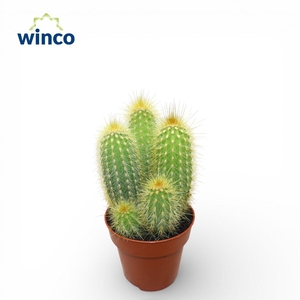 Pilosocereus Chrysotele