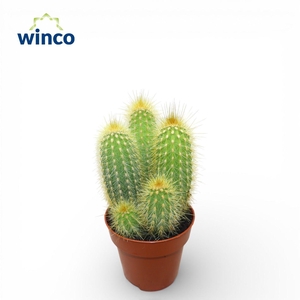 Pilosocereus Chrysotele