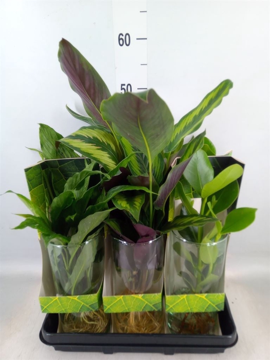 <h4>Planten  ..mix</h4>