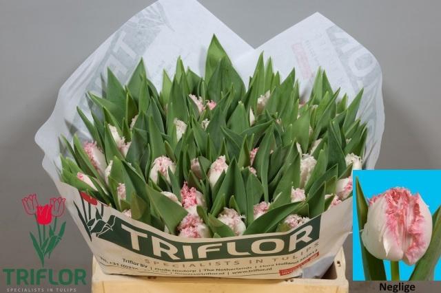 <h4>TU FR NEGLIGE</h4>