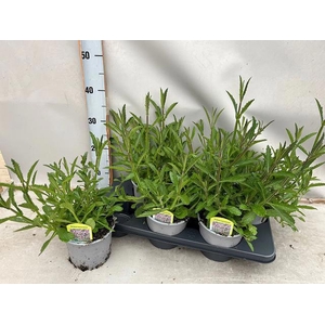 VERBE BONARIENSIS