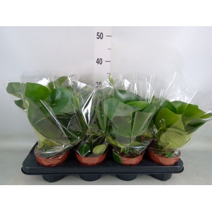 Peperomia polybotrya 'Raindrop'