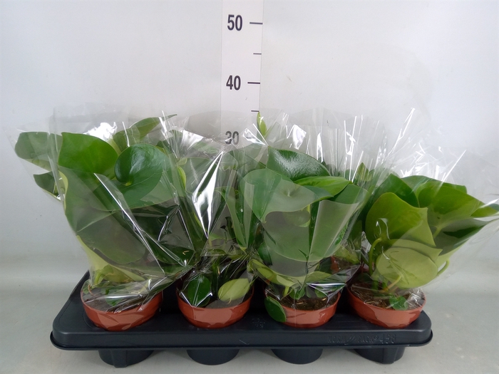 <h4>Peperomia polybotrya 'Raindrop'</h4>
