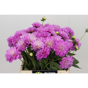 Dahlia Purple Onesta