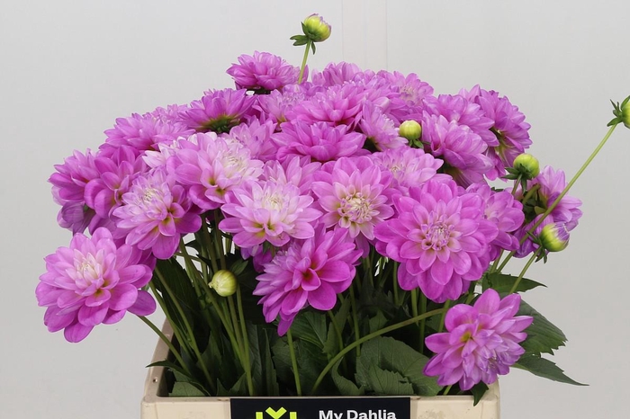 <h4>Dahlia Purple Onesta</h4>