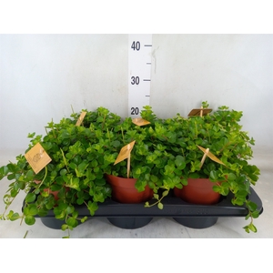 Peperomia rotundifolia