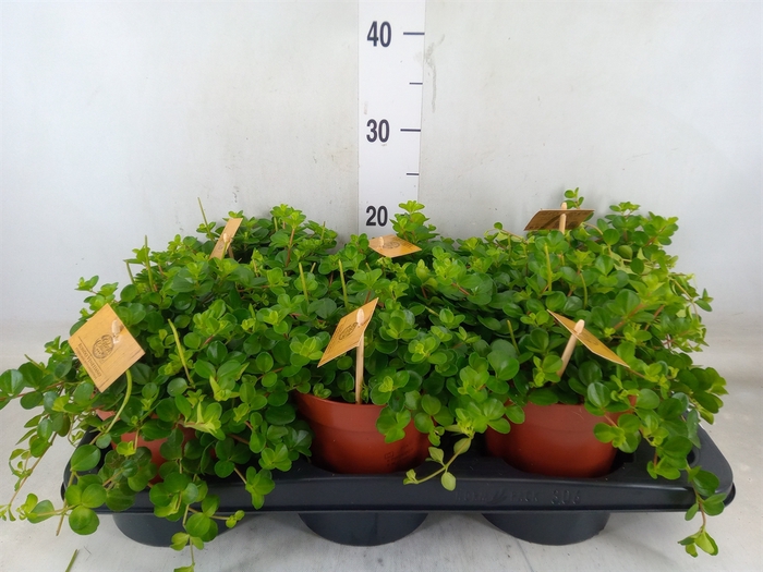 <h4>Peperomia rotundifolia</h4>