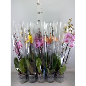 Phalaenopsis   ...mix  5