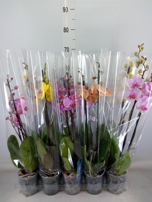 <h4>Phalaenopsis   ...mix  5</h4>
