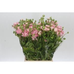 Ranunculus Moderna Star Venus