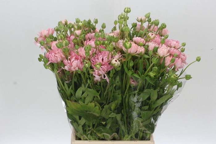 <h4>Ranunculus Moderna Star Venus</h4>